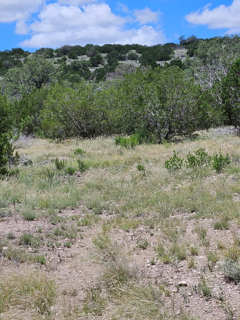1100 Sd 45405 Rocksprings, TX 78880 - Photo 8 of 26 a view of a lush green forest with lush green forest