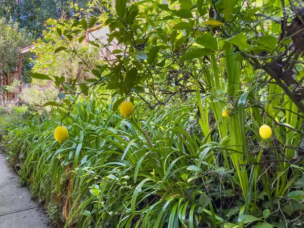 $649,000 | 16017 Palo Alto Drive, Guerneville, CA 95446