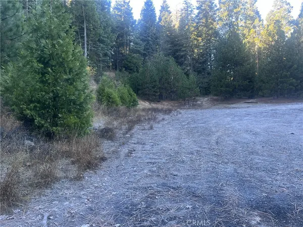 a view of a forest with trees in the background