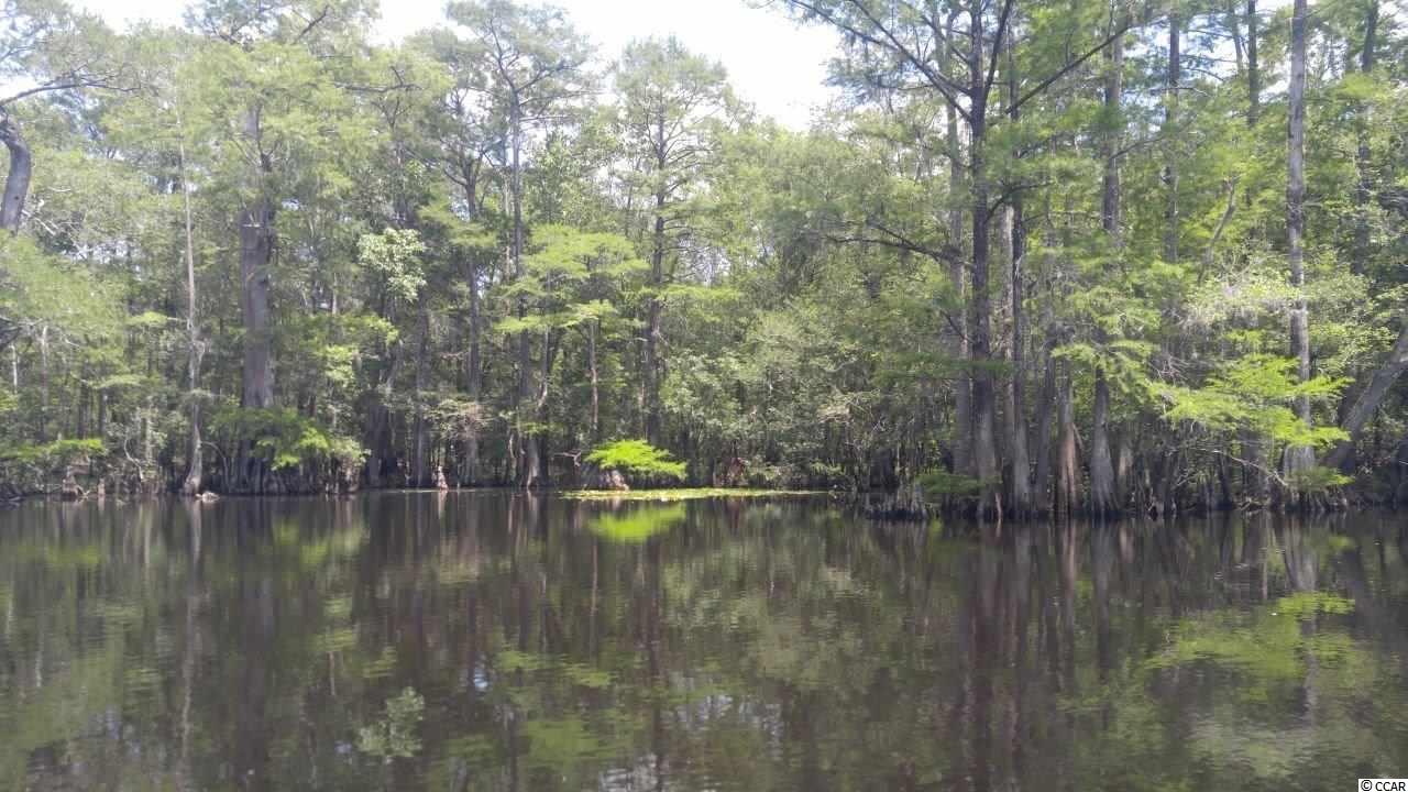 877 Rowe Pond Road Conway, SC 29526 - Photo 8 of 21 Gallery Image 8