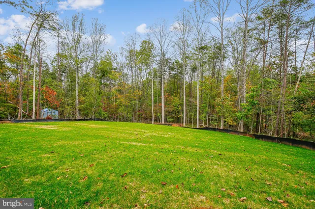a view of a field with a tree