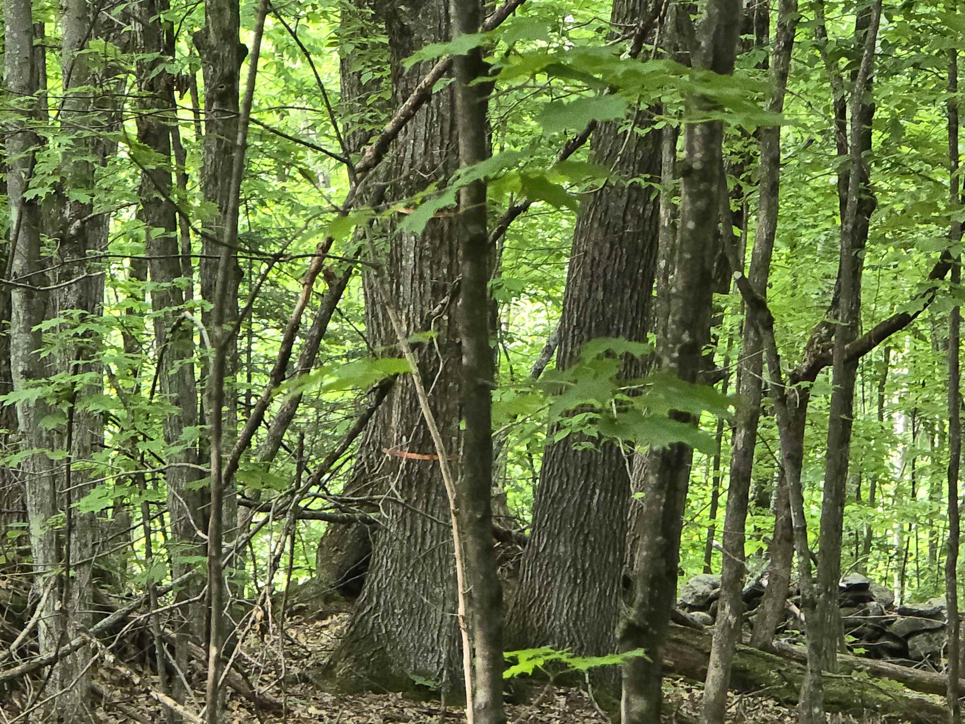 882 Morse Road Woodsville, NH 03785 - Photo 28 of 40