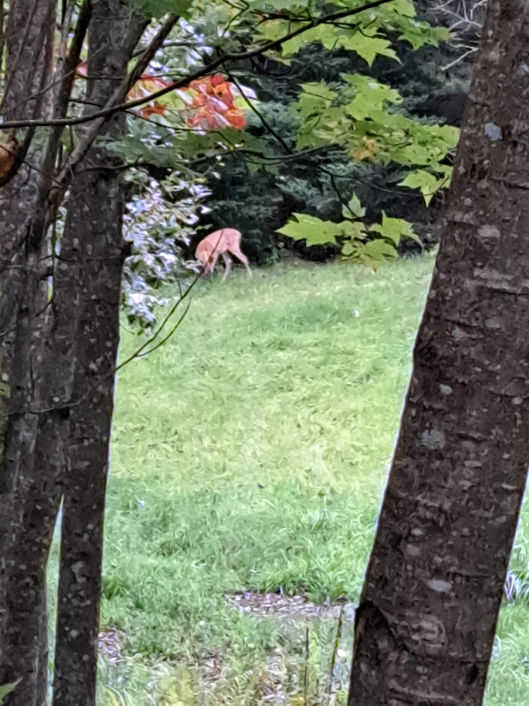 882 Morse Road Woodsville, NH 03785 - Photo 35 of 40