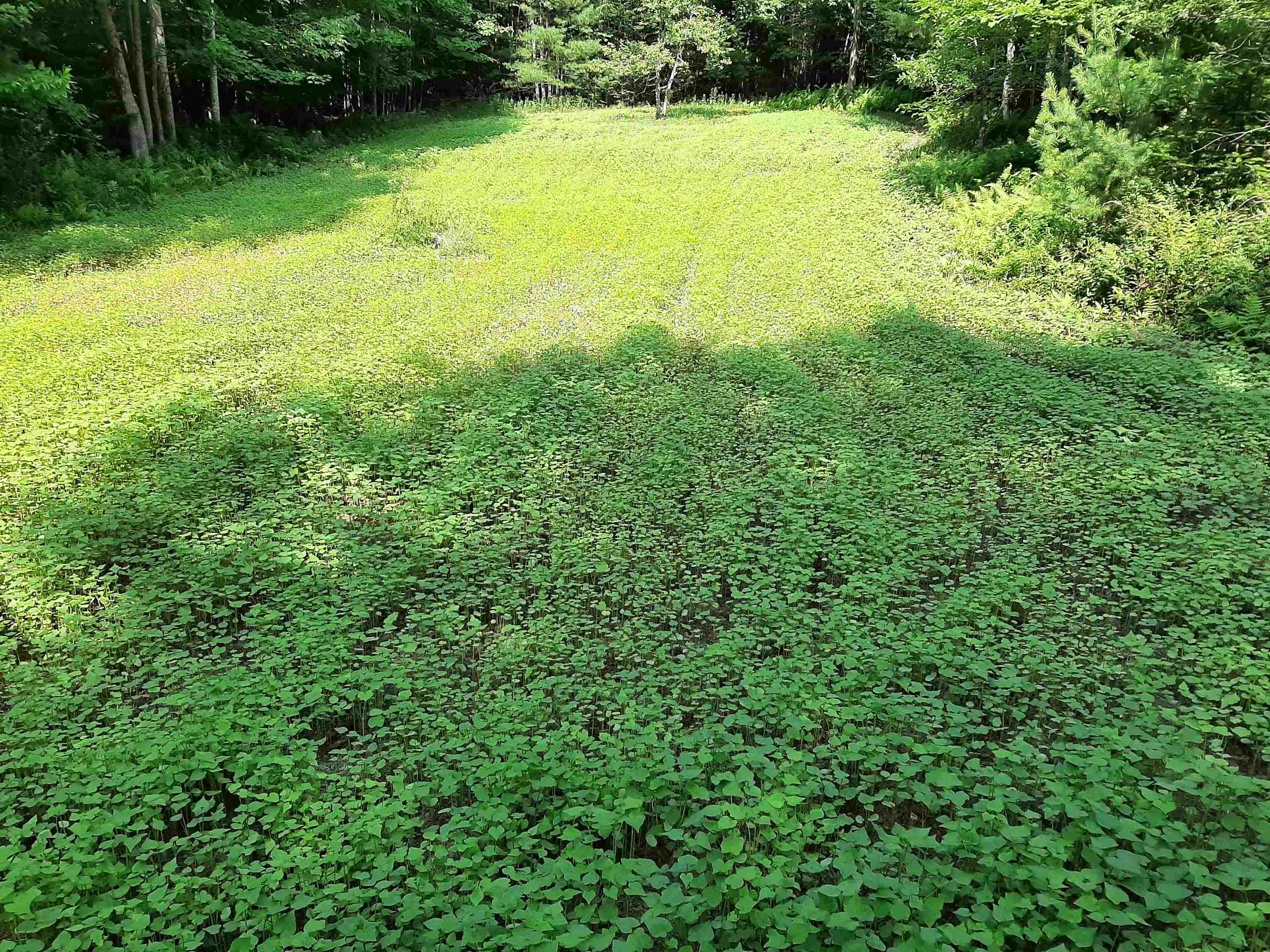 882 Morse Road Woodsville, NH 03785 - Photo 36 of 40