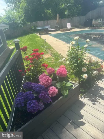 a view of a flowers in a garden