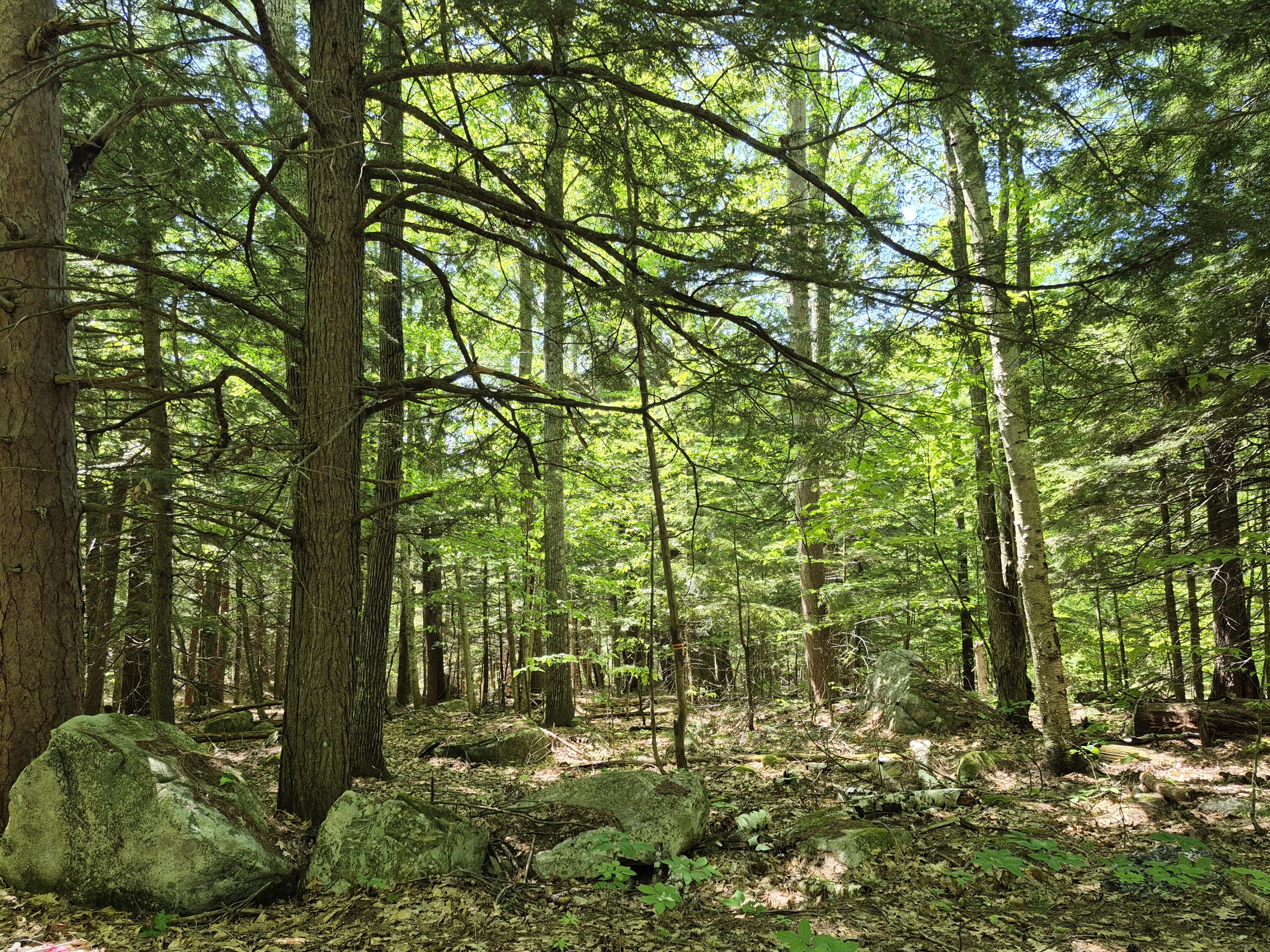 Lot 36 Foster Lane Belgrade, ME 04917 - Photo 2 of 8 20250603_134409