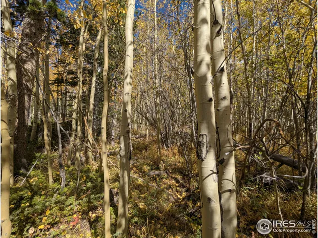 $695,000 | 0 Bear Gulch Road, Red Feather Lakes, CO 80545