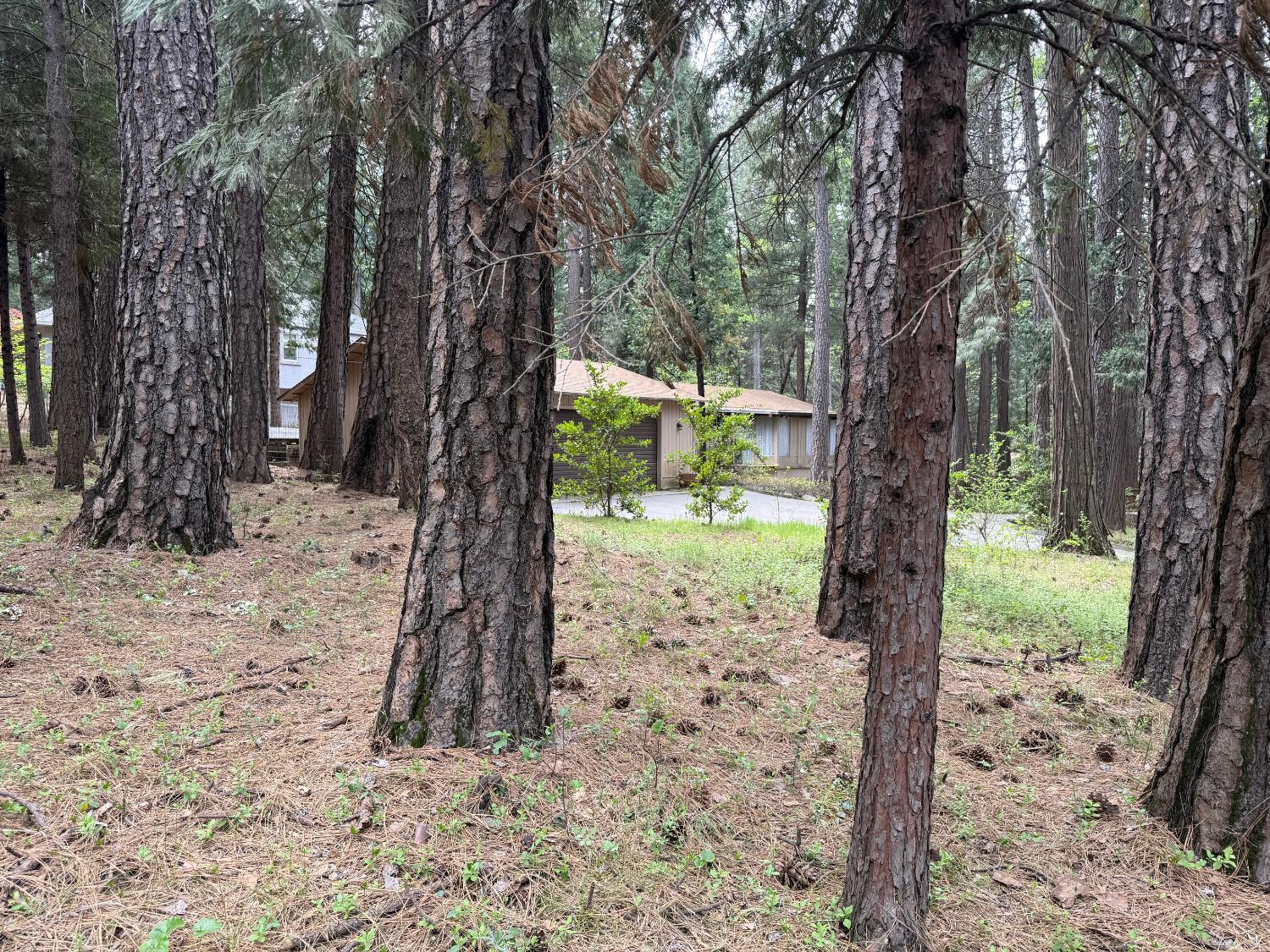 6538 Perry Road Magalia, CA 95954 - Photo 4 of 39 a view of a yard with a tree