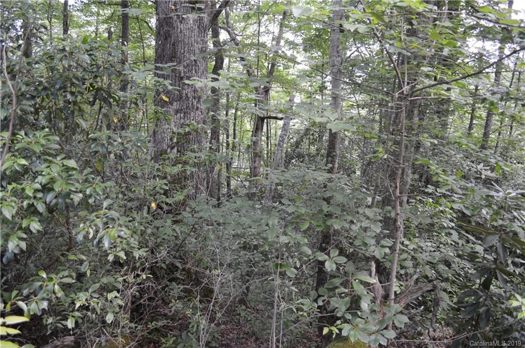 648 Sutton Road Waynesville, NC 28785 - Photo 22 of 24 a close up of a tree