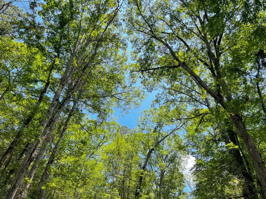 3 New Haven Road Hemphill, TX 75948 - Photo 6 of 8 View of nature