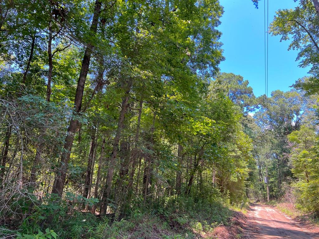 3 New Haven Road Hemphill, TX 75948 - Photo 7 of 8 View of mother earth's splendor