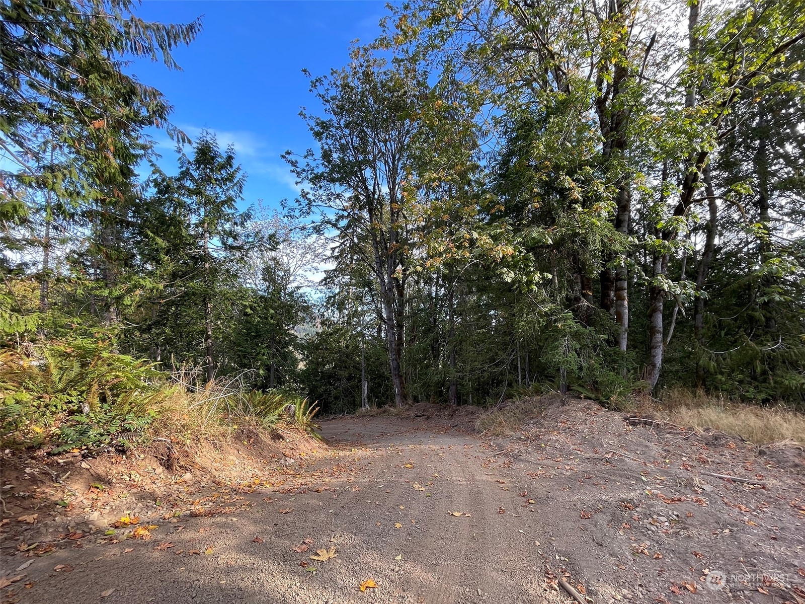 2899-2 Dan Kelly Road Port Angeles, WA 98363 - Photo 10 of 24 a view of a forest with trees in the background