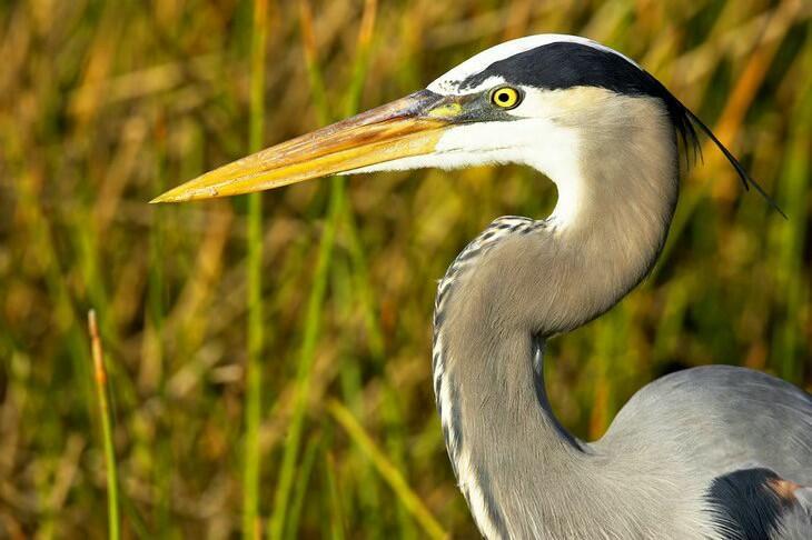 200 Intracoastal Place, Unit 404 Jupiter, FL 33469 - Photo 61 of 95 bird watching