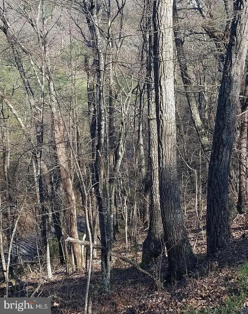 0 Lee Road Basye, VA 22810 - Photo 3 of 8 a view of a backyard