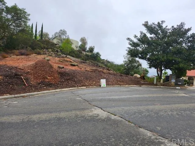 a road view with large trees