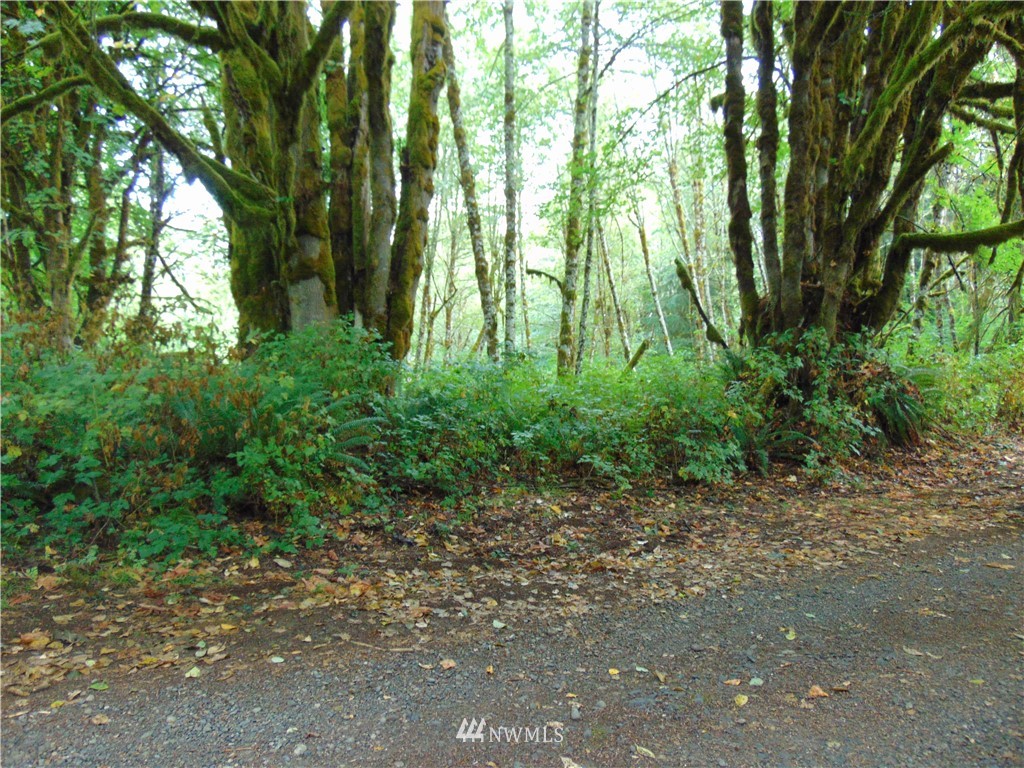 5-lot Reller Road Shelton, WA 98584 - Photo 4 of 15 Gallery Image 4