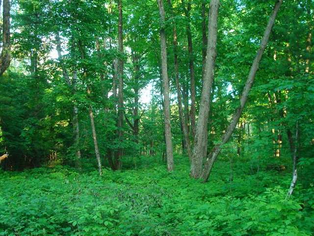 On Arbutus Street, Unit 29 33 Rhinelander, WI 54501 - Photo 3 of 3 Gallery Image 3
