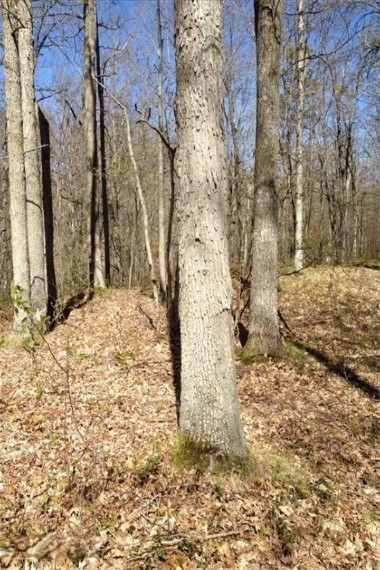 Meredith Grade Road Harrison, MI 48625 - Photo 12 of 19 2 Mature Hardwoods-WR