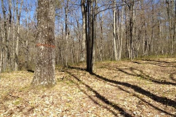 Meredith Grade Road Harrison, MI 48625 - Photo 13 of 19 3 Mature Hardwoods-WR