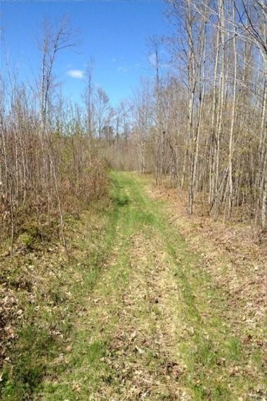 Meredith Grade Road Harrison, MI 48625 - Photo 14 of 19 4 Regrowth-WR