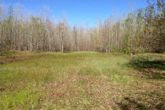 Meredith Grade Road Harrison, MI 48625 - Photo 15 of 19 5 Food Plot-WR