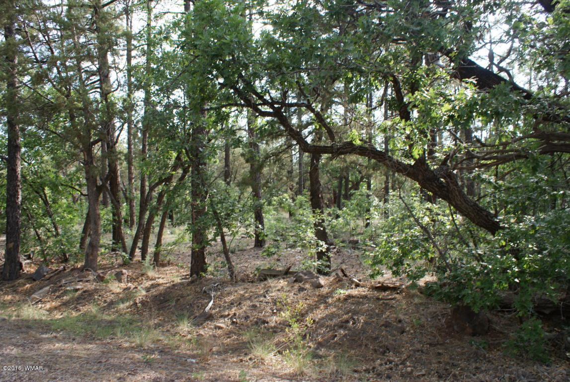 Tbd North Blue Grass Ranch Drive Lakeside, AZ 85929 - Photo 1 of 5 a view of outdoor space and trees