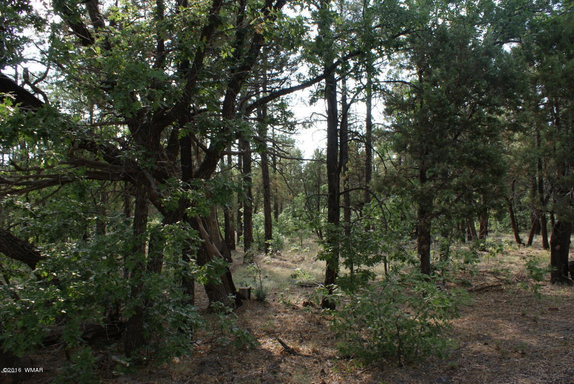 Tbd North Blue Grass Ranch Drive Lakeside, AZ 85929 - Photo 2 of 5 a view of a forest with trees in the background