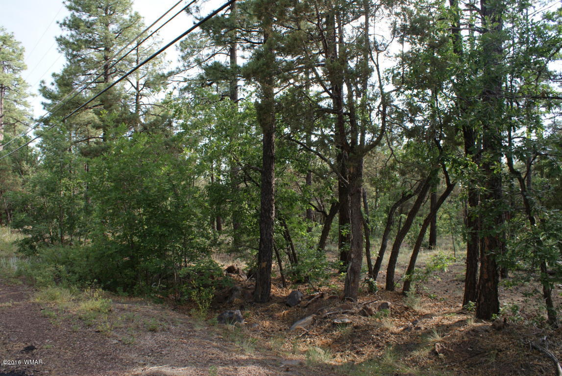 Tbd North Blue Grass Ranch Drive Lakeside, AZ 85929 - Photo 3 of 5 a view of a forest with trees in the background