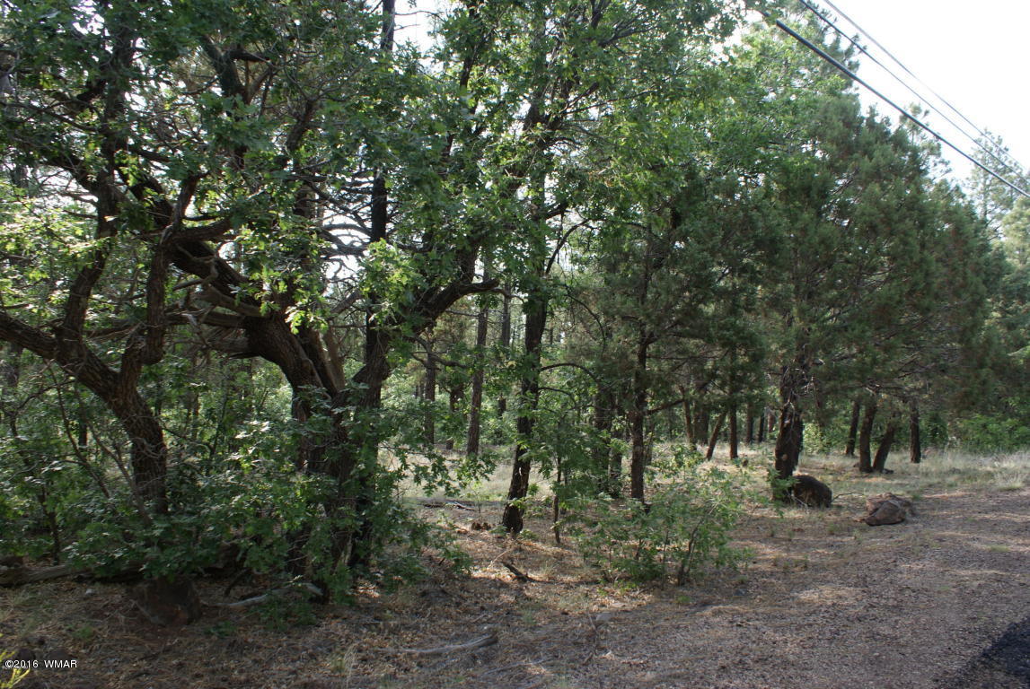 Tbd North Blue Grass Ranch Drive Lakeside, AZ 85929 - Photo 5 of 5 a view of a forest with trees in the background