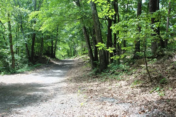 a view of a plants with large trees