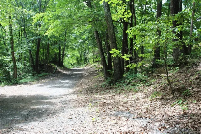 a view of a plants with large trees