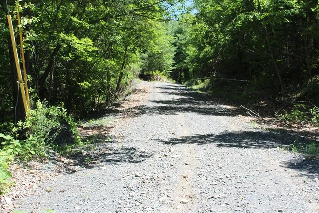 a view of a yard with plants and trees