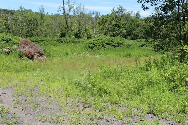 a view of a lush green space