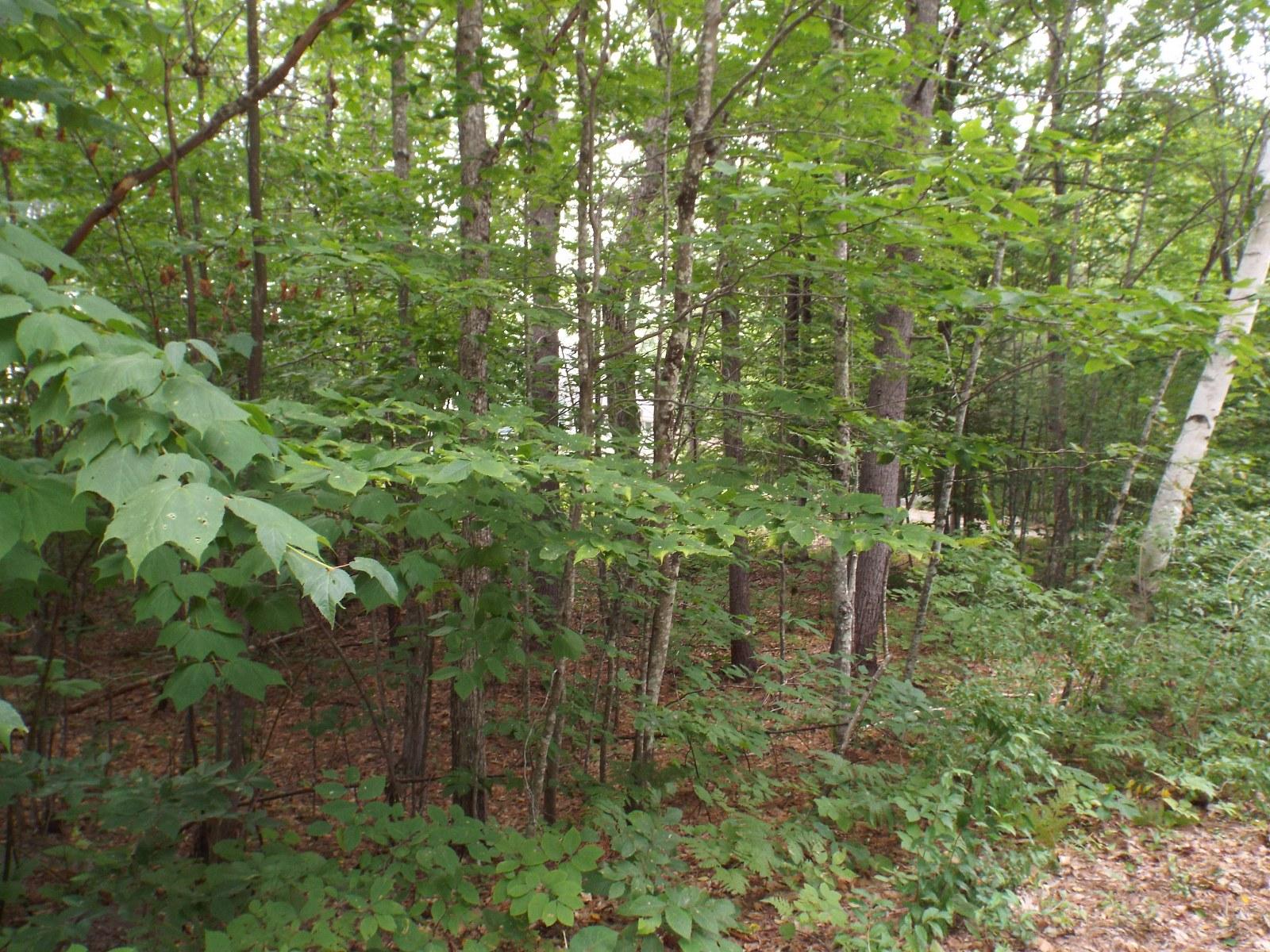 10 Harrison Heights Road Harrison, ME 04040 - Photo 4 of 38 DSCF6783_1600x1200