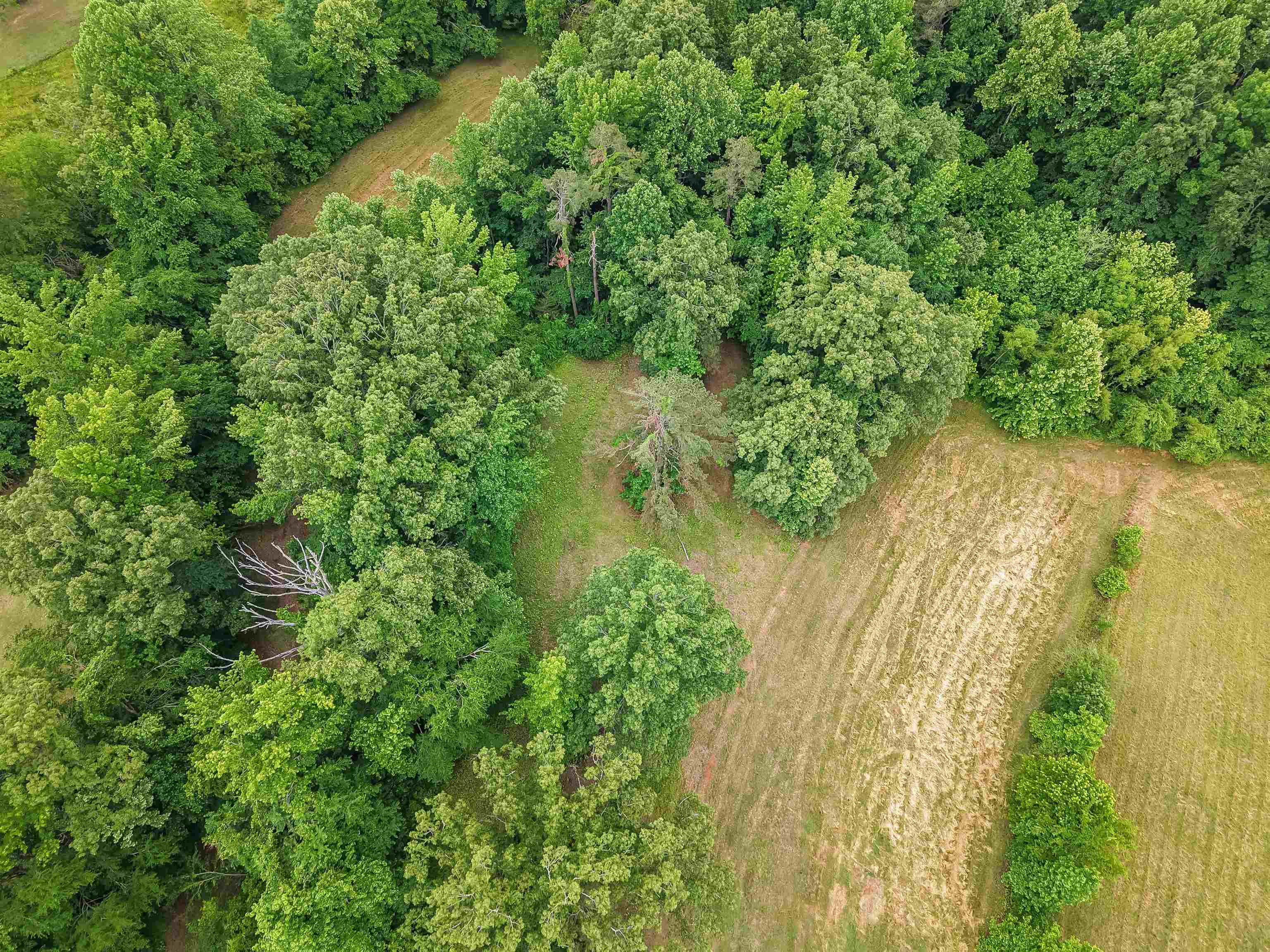 336 57th Highway West Ramer, TN 38367 - Photo 20 of 39 Expansive acreage featuring a mix of mature deciduous and evergreen trees, open grassy areas, and natural foliage boundaries