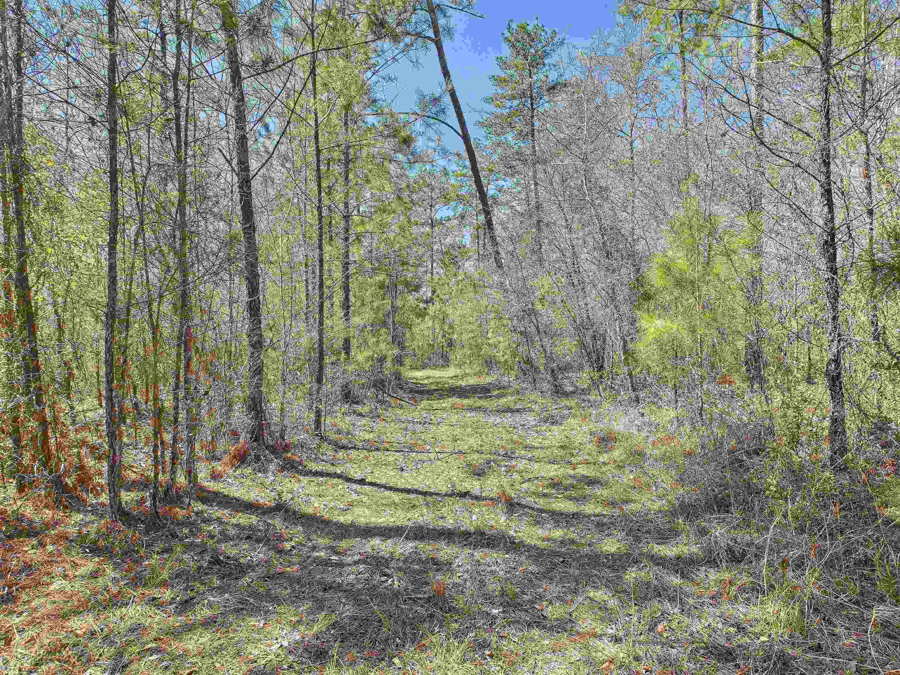 0 Canopy Lane Perry, FL 32347 - Photo 13 of 25 Gallery Image 13
