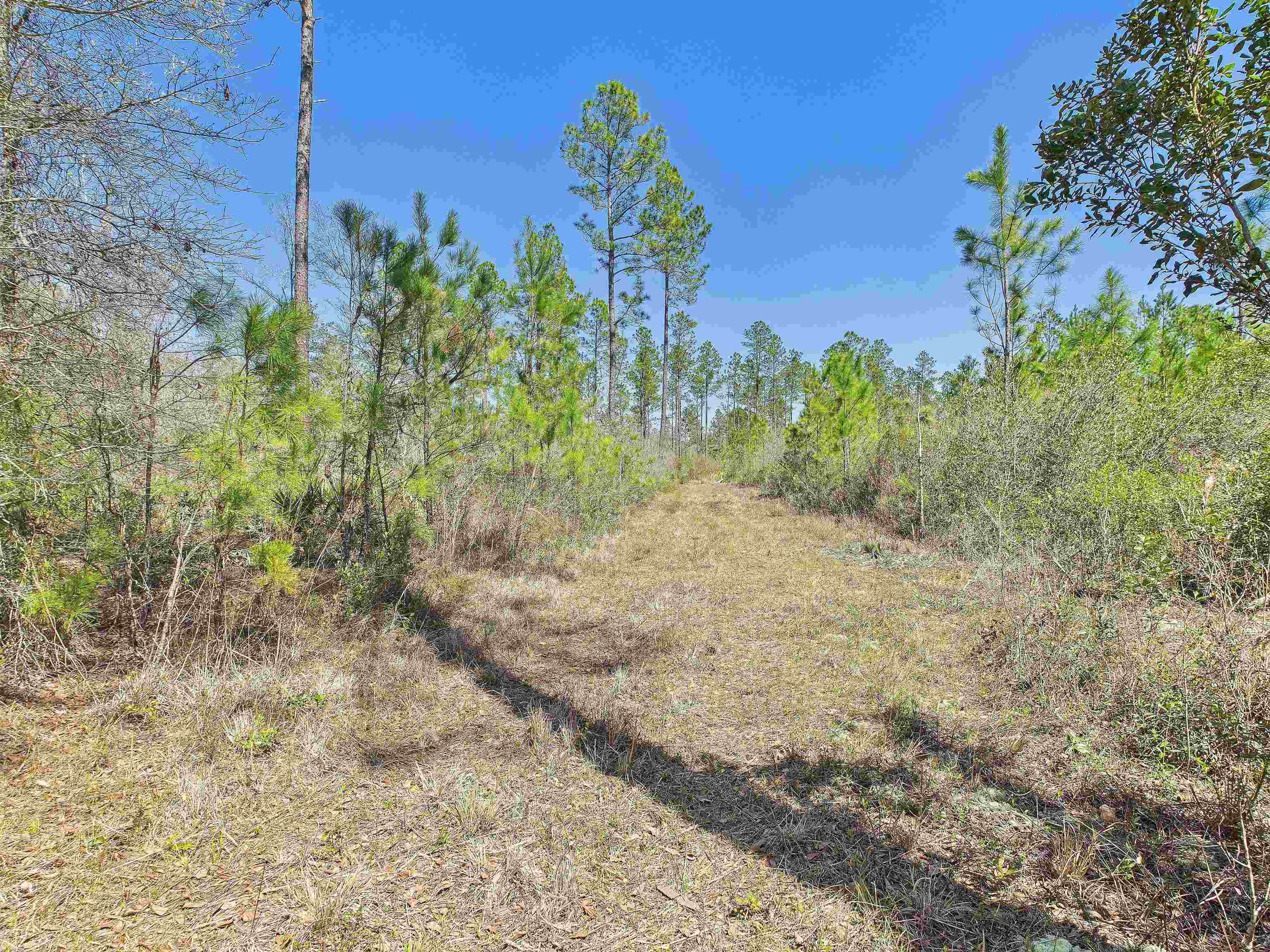 0 Canopy Lane Perry, FL 32347 - Photo 17 of 25 Gallery Image 17