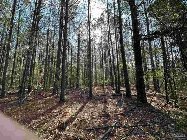 a view of outdoor space with lots of trees