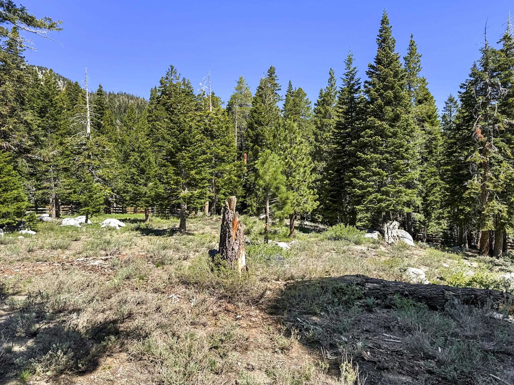 2570 Old Mammoth Road Mammoth Lakes, CA 93546 - Photo 30 of 39 Wooded lot featuring mature evergreen trees and a clear sky backdrop