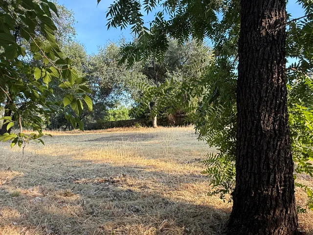a view of yard with large trees and a small barn