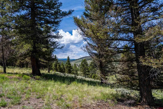 a view of a bunch of plants and trees