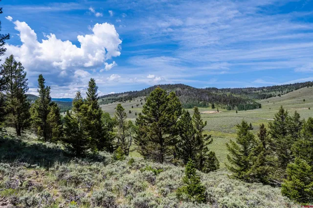a view of a garden with a tree