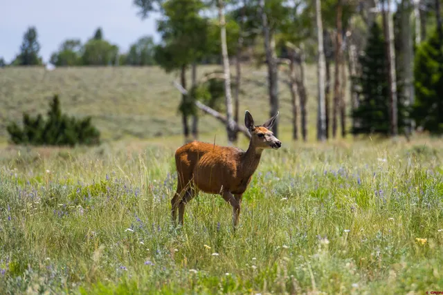 a view of a bunch of trees