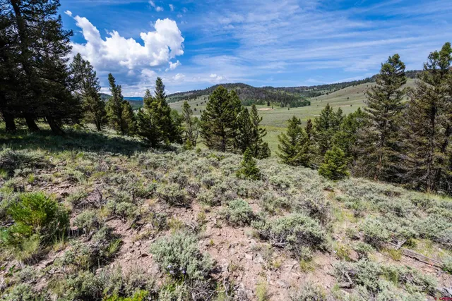 a view of a bunch of trees