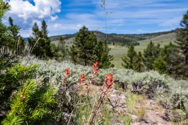 a view of outdoor space yard and green space