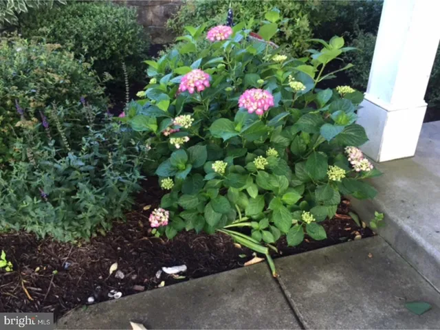 a view of a flower in a garden