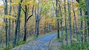 21 Vaughns Gap Road, Unit 88F Nashville, TN 37205 - Photo 30 of 30 a view of a forest with trees