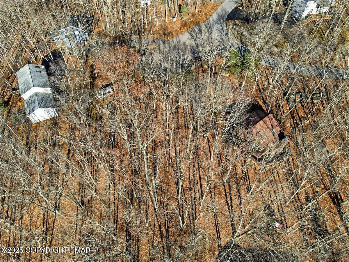 7 Exeter Way Bushkill, PA 18324 - Photo 7 of 13 a close up of a plant in a forest