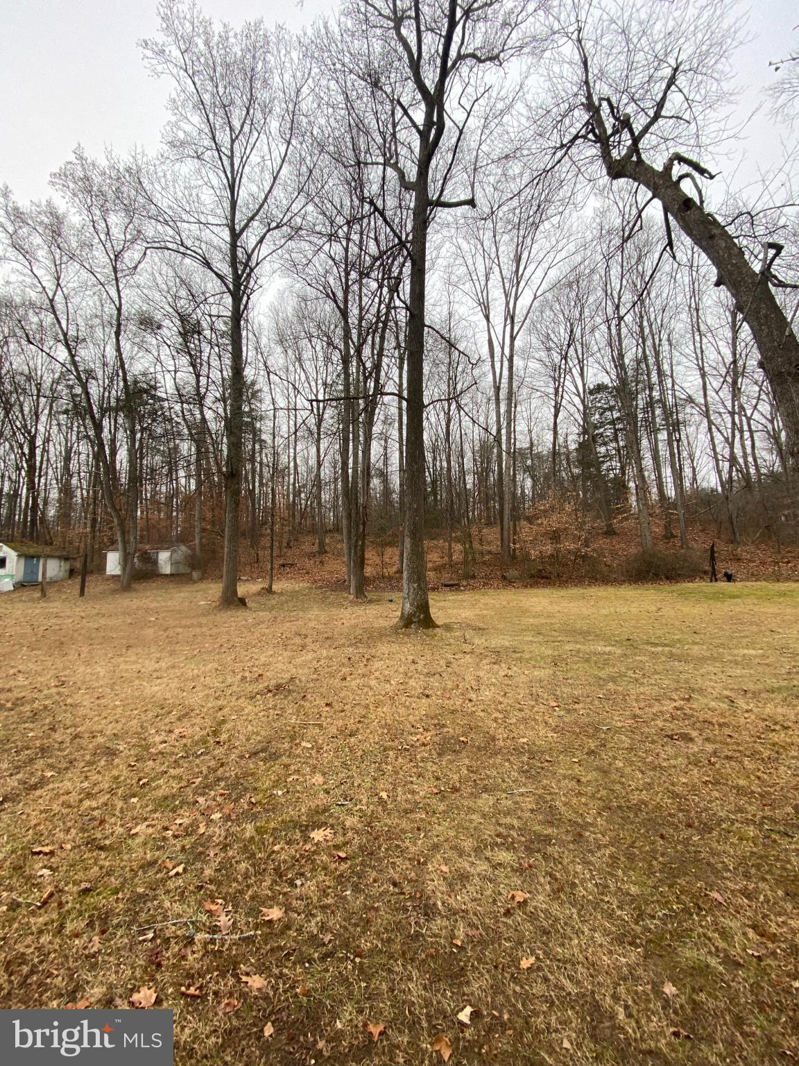 0 Jumping Branch Road Stafford, VA 22554 - Photo 13 of 18 Serene landscape with towering trees.