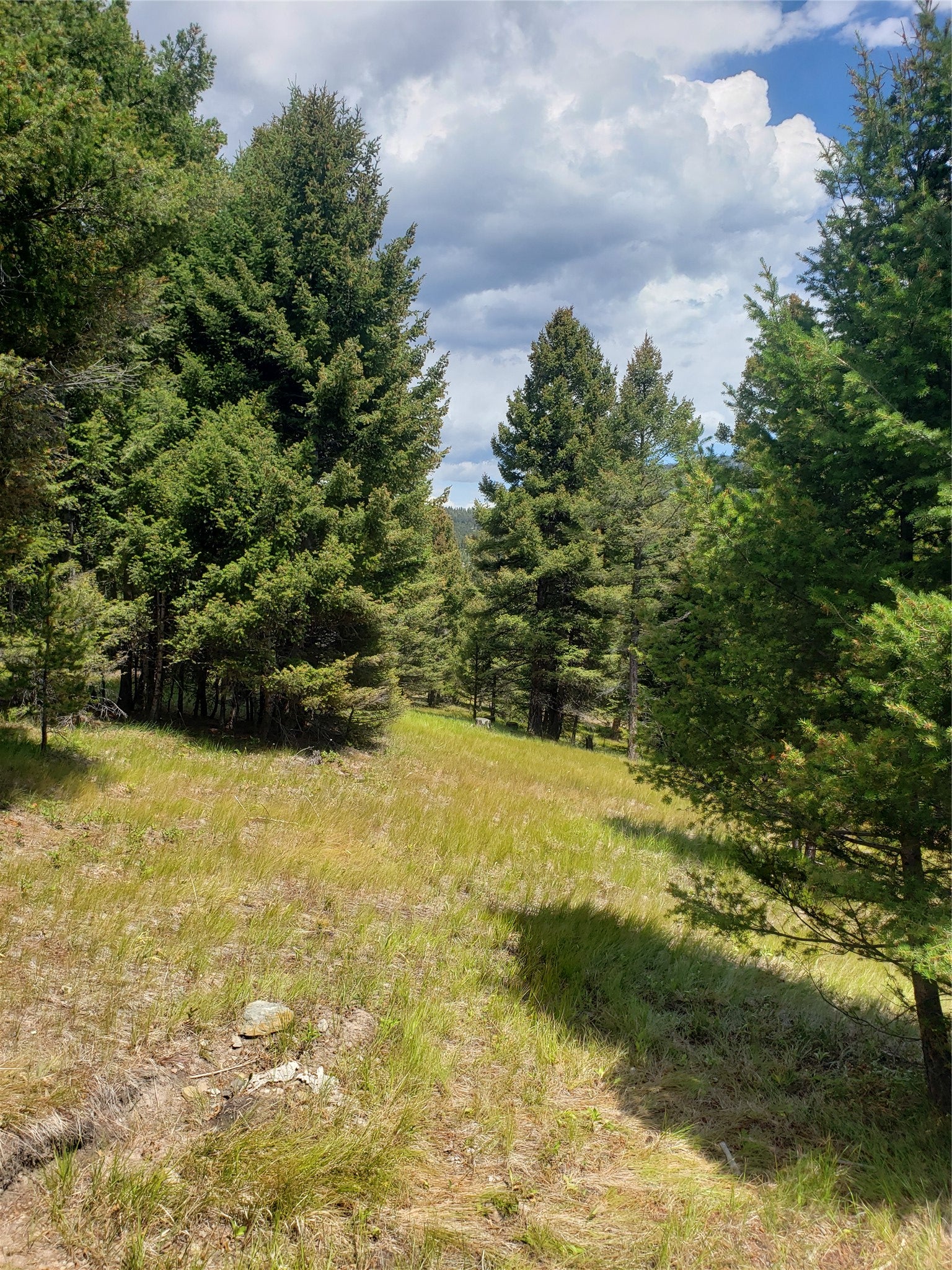 300 Hematite Road Gold Creek, MT 59733 - Photo 2 of 30 Gallery Image 2